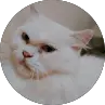 gugel